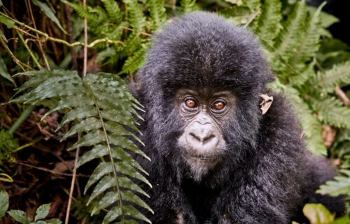 5 Days Primate Tracking Safari in Rwanda