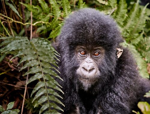 5 Days Primate Tracking Safari in Rwanda