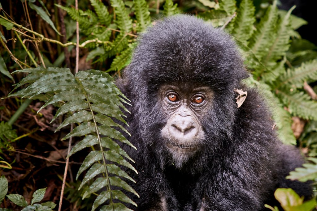 5 Days Primate Tracking Safari in Rwanda