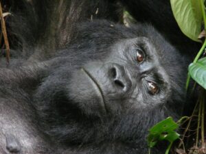 8 Days Combined Rwanda Uganda Safari