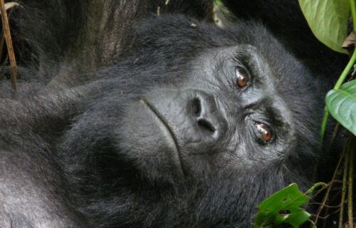 8 Days Combined Rwanda Uganda Safari