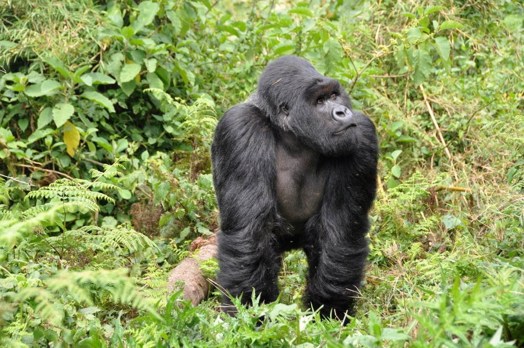 5 Days Combined Uganda Rwanda Safari