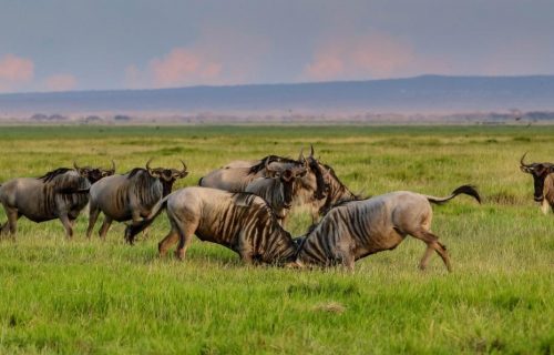 3 Days Maasai Mara Safari Tour