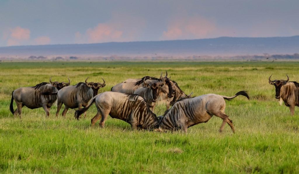 3 Days Maasai Mara Safari Tour