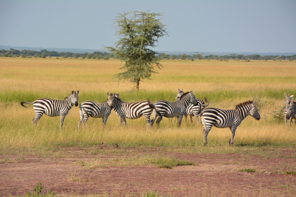 5 Days Wildlife Tour in Tanzania