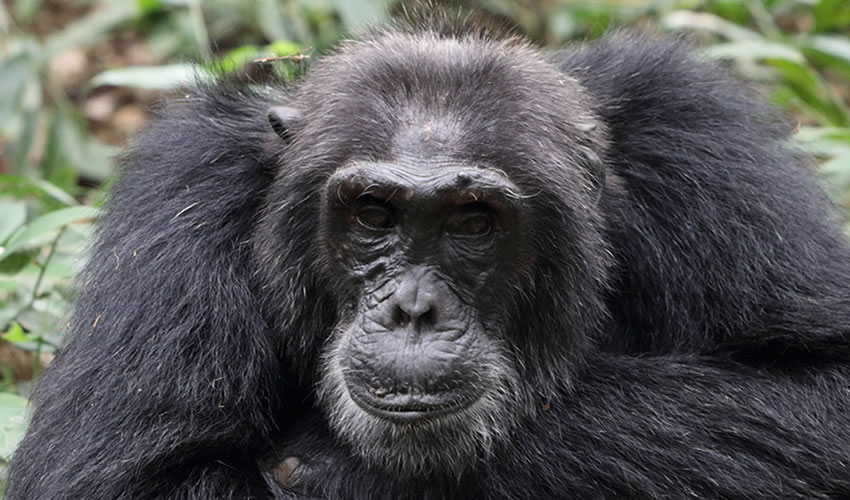 4 Days Congo Gorillas and Chimpanzee Tracking