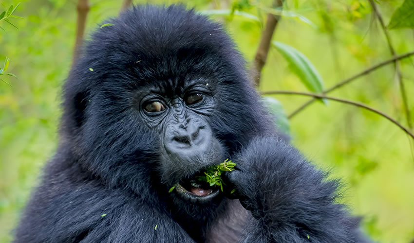 2 Days Virunga Gorilla Trekking