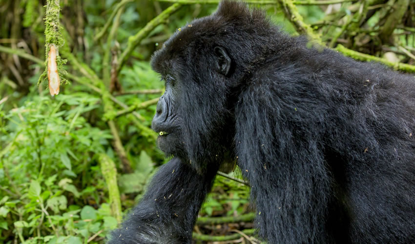 3 Days Lowland Gorilla Trekking in Congo