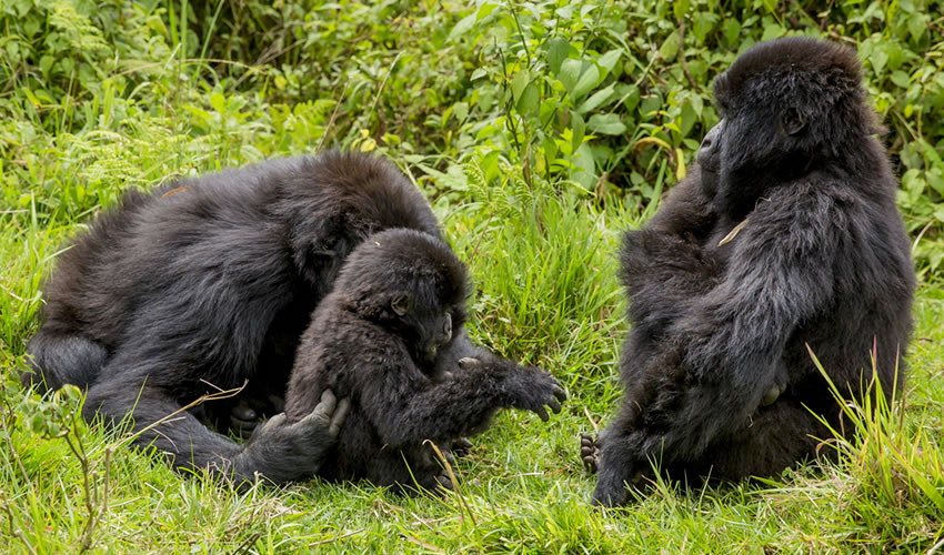 4 Days Double Gorilla Trekking in Virunga National Park