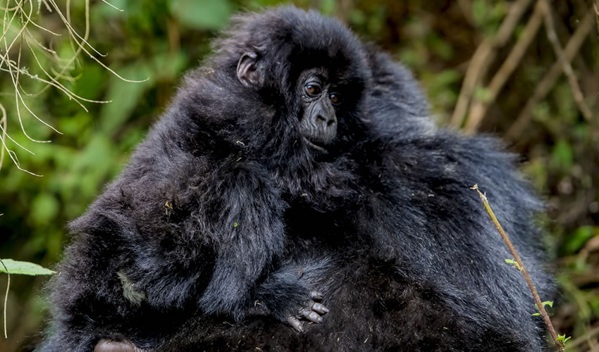 4 Days Gorilla Trekking Safari in Congo