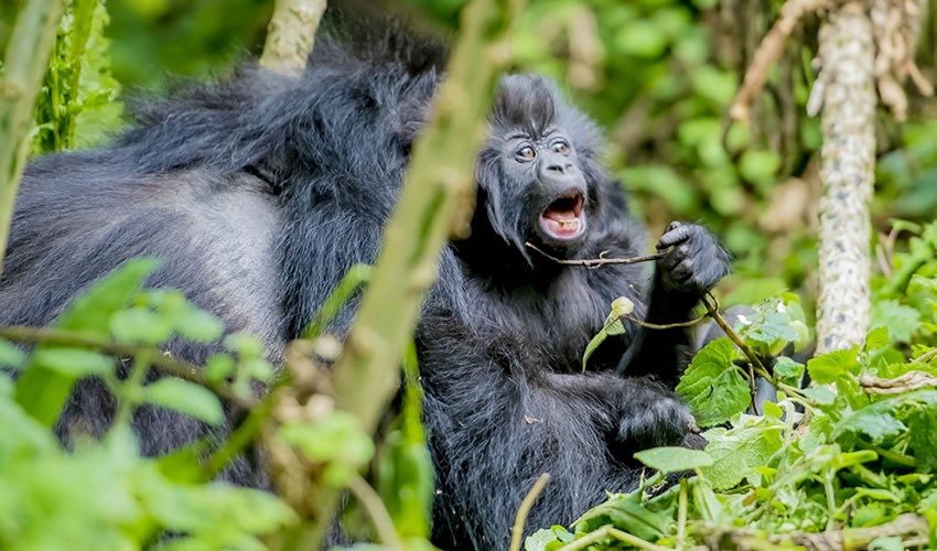 6 Days Best of Congo Gorilla Safaris