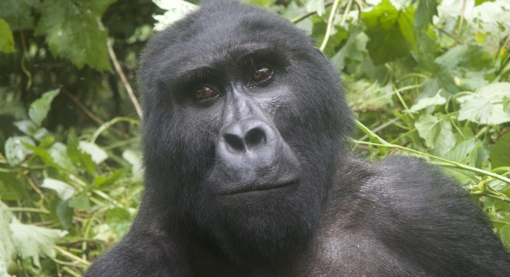 3 Days Gorilla Trekking Safari in Uganda