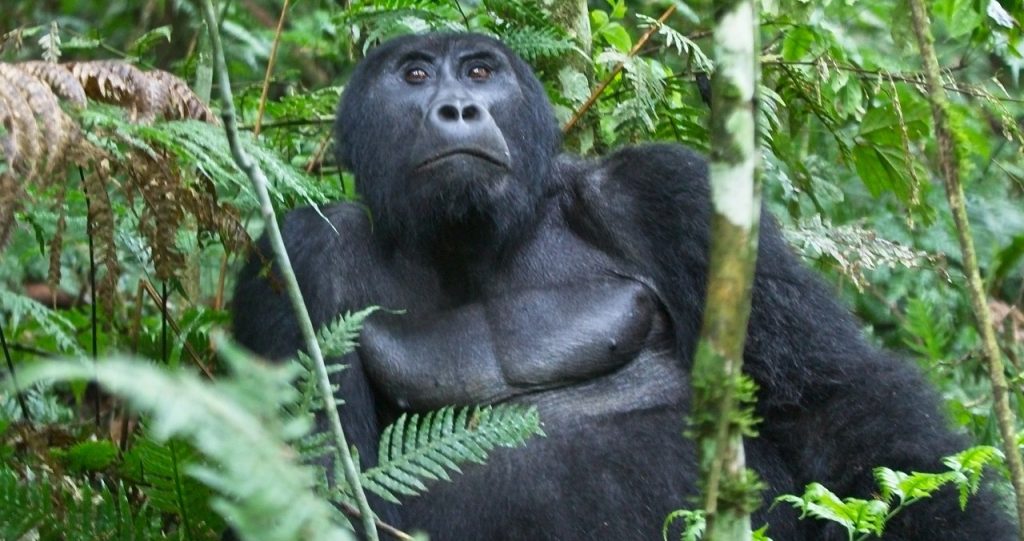 3 Days Bwindi Gorilla Tracking Tour