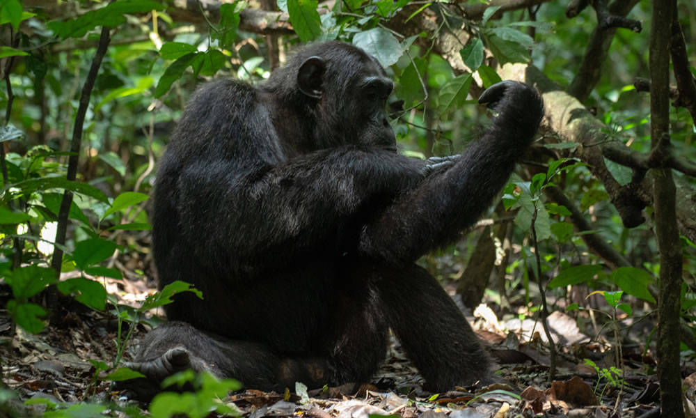 Chimpanzee Habituation In Kibale Forest National Park.
