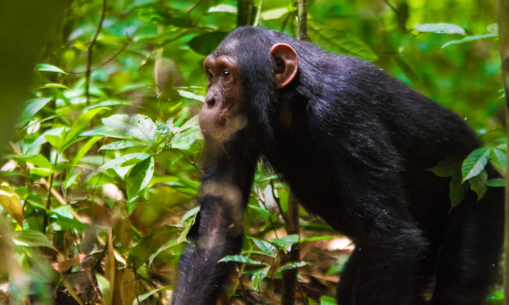 Chimpanzee Tracking In Kyambura Gorge.