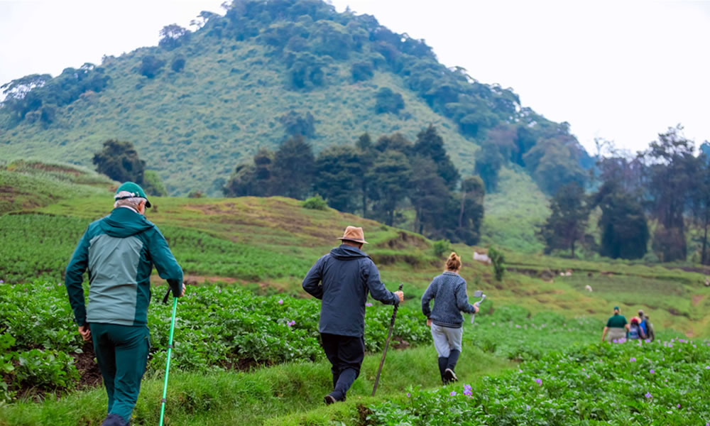 Mountain Hiking Safaris In Rwanda.