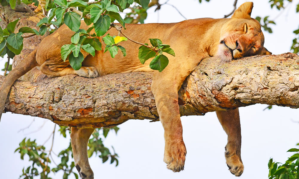 Ishasha Tree-Climbing Lions In Queen Elizabeth National Park